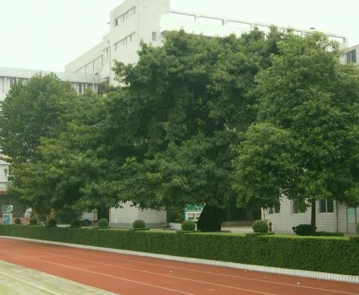 成都石室錦城外國語學(xué)校地理位置在哪里？