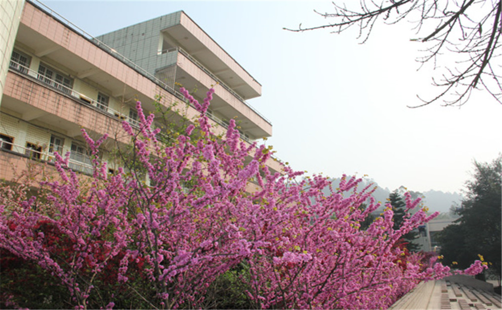 五通橋中學(xué)校園環(huán)境怎么樣？