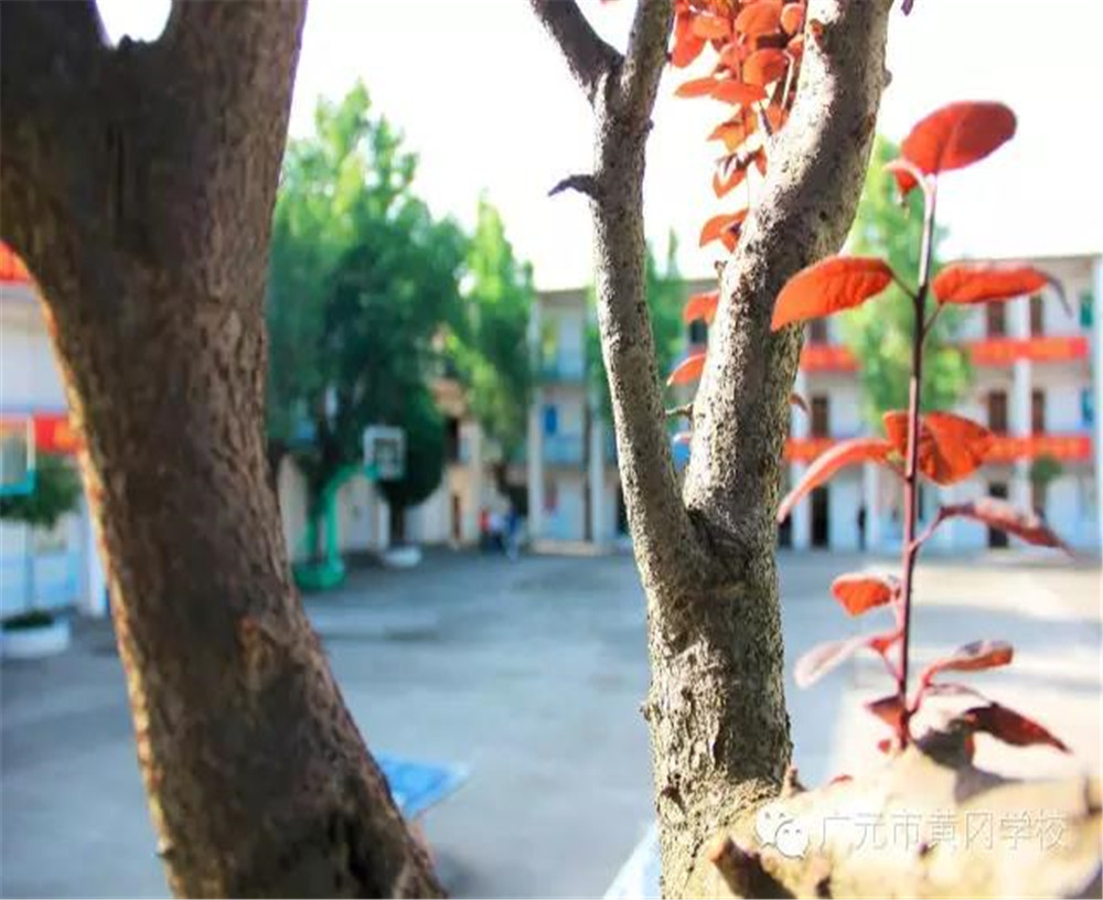 廣元市黃岡學(xué)校詳細(xì)地址在什么地方？