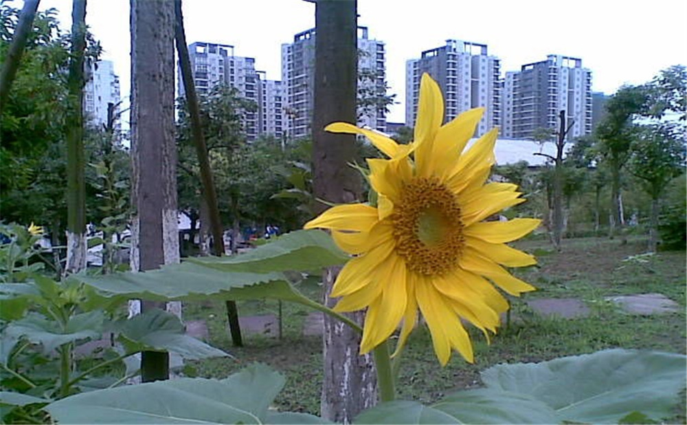 成都市第三十八中學(xué)去年的錄取分?jǐn)?shù)線(xiàn)是多少？