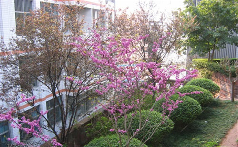 三星中學(xué)去年的錄取分?jǐn)?shù)是多少？