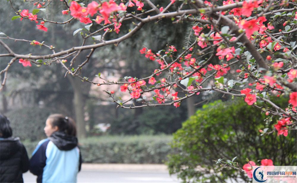 成都36中的地址在哪里？